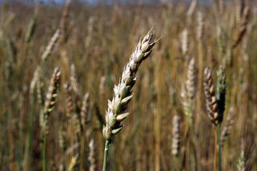 Wheat