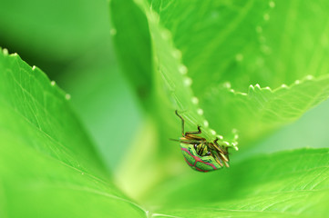 紫陽花の葉に留まるカメムシ