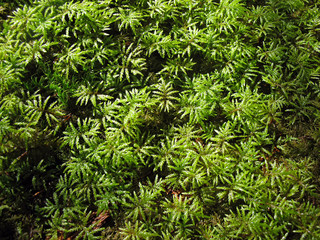 Torfmoos - peat moss - Sphagnum