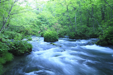 Fototapeta premium water spring in forest