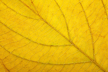 Naklejka na ściany i meble macro of autumn leaf