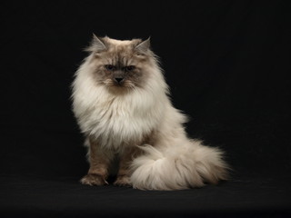 Ragdoll 1