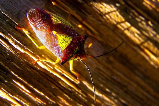 Bunte Blattwanze (Elasmostethus interstinctus)