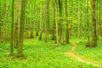 Naklejka premium forest