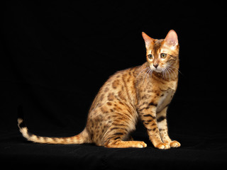 Bengalkatze 2