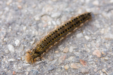 caterpillar