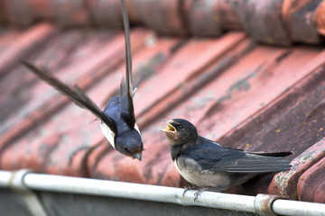 Hirondelle rustique - Barn Swallow - (hirundo rustica)