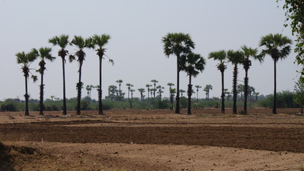 palm field in Myanmar - obrazy, fototapety, plakaty