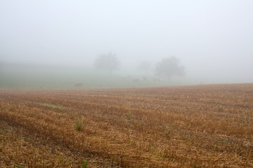 Obraz na płótnie Canvas countryside landscape with fog