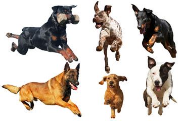 cinq chiens de races différentes en  plain saut