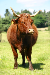 vache sallers aux belles cornes dans un pré vert