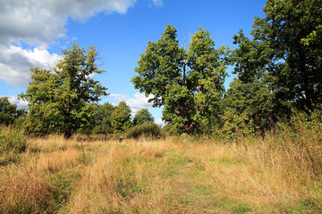 autumn wood