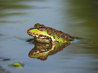 frog