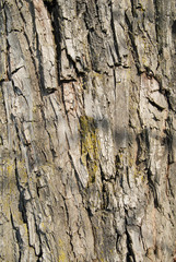 bark background