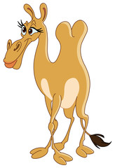 Female camel