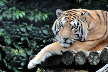 Tiger schaut neugierig