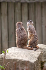 Two meerkats on guard