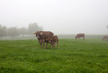 adult and baby cow on field on foggy morning