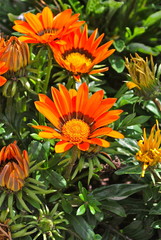 Fototapeta premium rote Mittagsblume