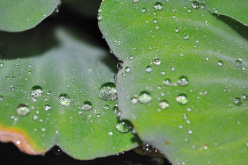 water drop