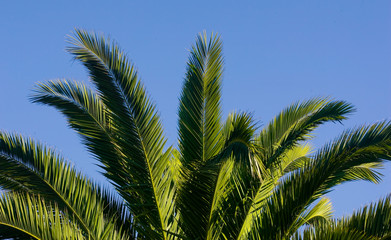 Obraz na płótnie Canvas palm tree in blue sky