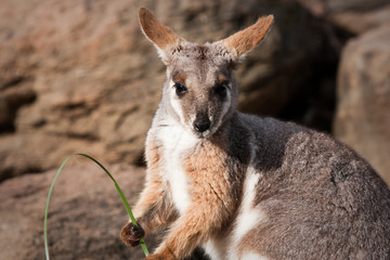 Australian Yellow Footed Rock Wallaby