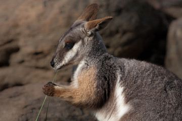 Fototapeta premium Australian Yellow Footed Rock Wallaby