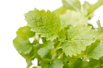 Mint leaves