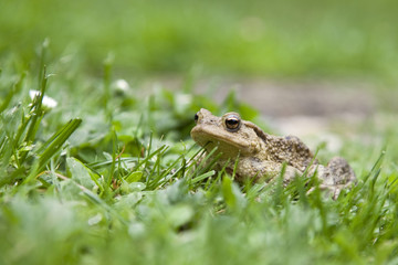 Crapaud commun - Common Toad (bufo bufo)