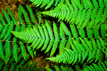 A bracken, auxiliary view