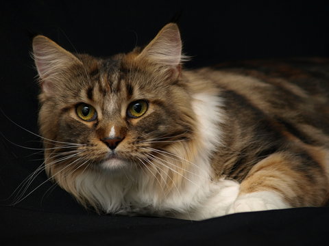 Norwegerkatze 3