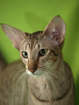 Orientalisch Kurzhaar Katze 2