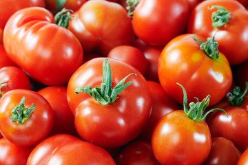 freshly gathered tomatoes 02