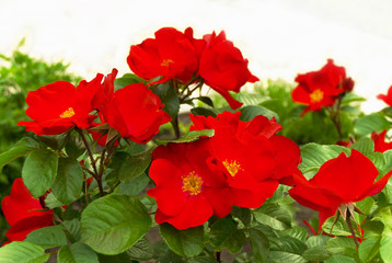 Obraz premium dogrose blossoms