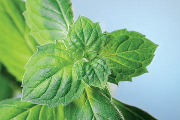 mint
