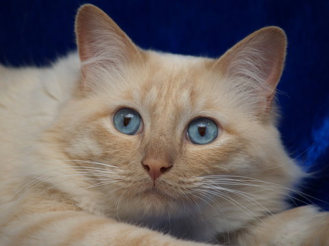 Heilige Birma Katze 2