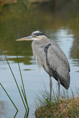 Great Blue Heron on wetlands