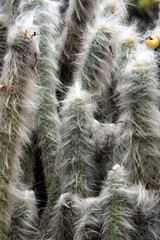 Kaktus oreocereus pseudofossulatus