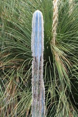 Kaktus pilosocereus pachyclados