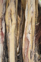 Maulbeerbaumgewächs ficus socotrana