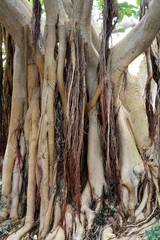 Maulbeerbaumgewächs ficus socotrana