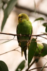 Budgerigar