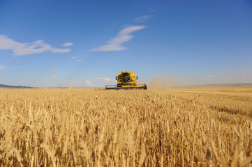 Campos de cereal y cosechadora