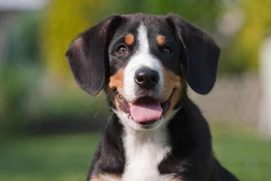 freundlicher Sennenhund-Welpe