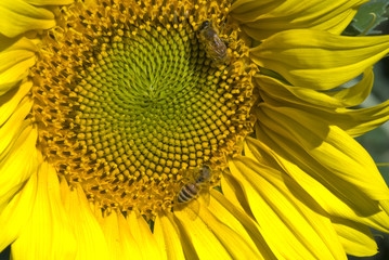 Sunflowers on a Tuscan Meadow