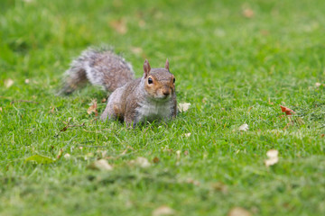 Squirrel