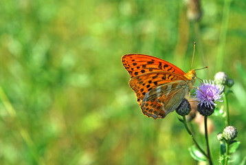 Rare silver washed fritillary feeding on a thistle