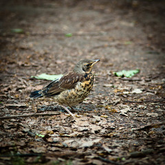 Fieldfare, Turdus pilaris