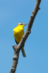 Yellow Wagtail, Motacilla flava