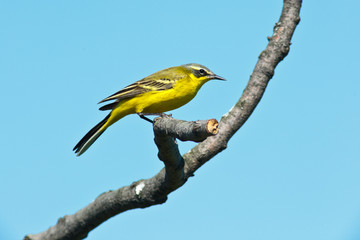 Yellow Wagtail, Motacilla flava